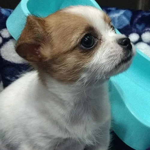 Envíos a Guayaquil, Machala, Cuenca, Quito y todo Ecuador