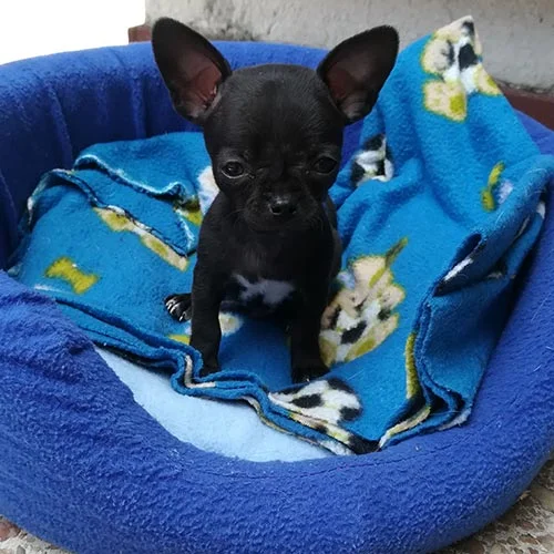 Comprar un perro chihuahua con tarjeta de crédito