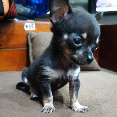 Venta de cachorros chichuahua