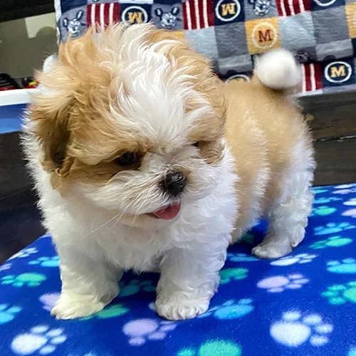 Descuentos si la compra de su perros shih tzu es en efectivo