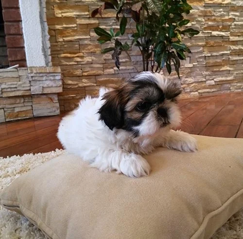 Venta de perros shih tzu en Ecuador