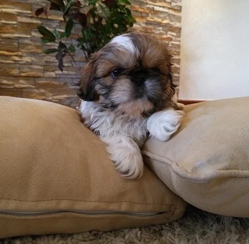 Precio de un perros shih tzu en Ecuador