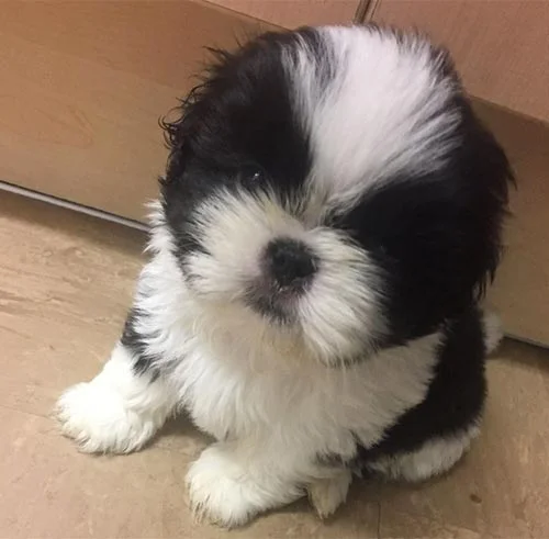 Asesoramiento y seguimiento en la compra de su cachorro