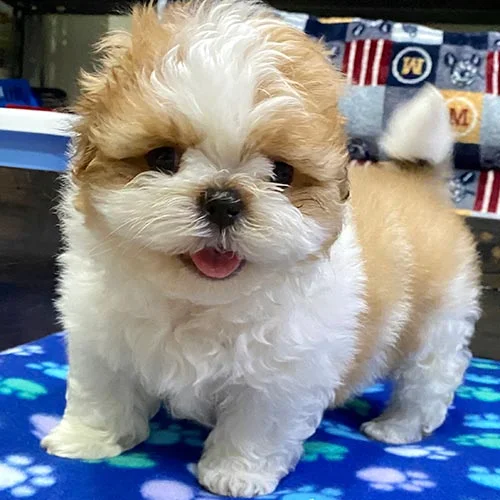 Venta de perros shih tzu con factura y garantía