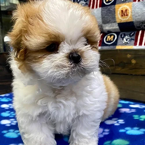 Adquiera su cachorro shih tzu en una tienda autorizada