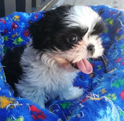 Venta de perros shih tzu en Ecuador