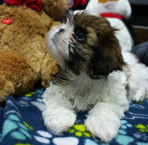 Venta de perros shih tzu con factura y garantía