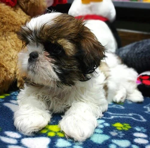 Venta de perros shih tzu con tarjetas de crédito