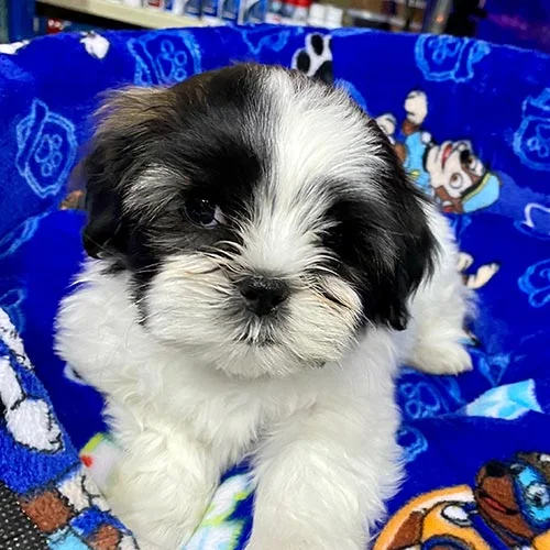 Venta de perros shih tzu con tarjetas de crédito