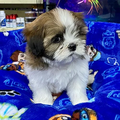 Descuentos si la compra de su perros shih tzu es en efectivo