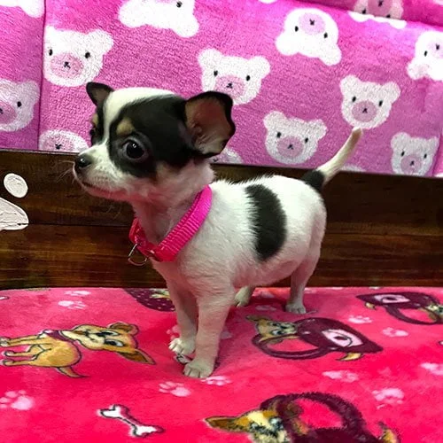 Comprar un cachorro chihuahua con factura y garantía