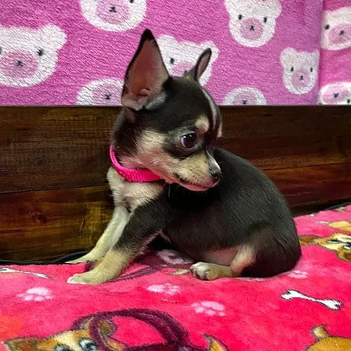 Comprar un cachorro chihuahua con tarjeta de crédito