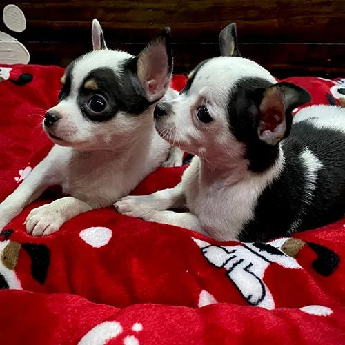 Envíos a Guayaquil, Machala, Cuenca, Quito y todo Ecuador