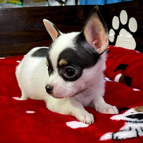 Comprar un cachorro chihuahua con tarjeta de crédito