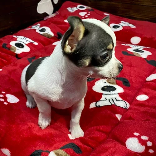 Envíos a Guayaquil, Machala, Cuenca, Quito y todo Ecuador