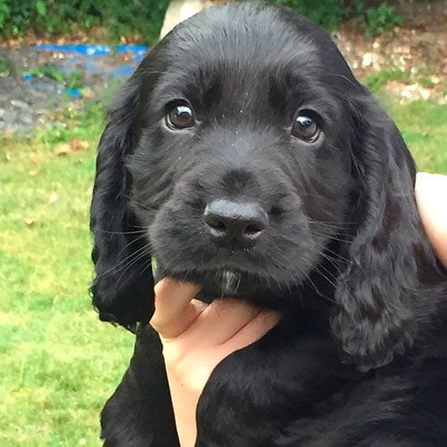 Cocker Perros de venta en Quito Cachorros de criadero Super Pet