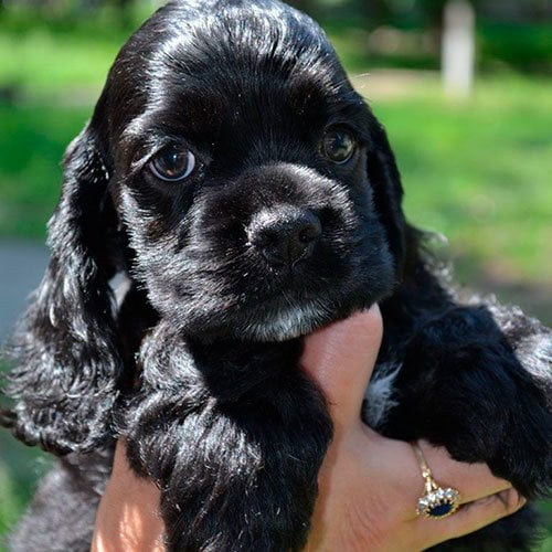 Cocker Perros de venta en Quito Cachorros de criadero Super Pet