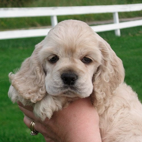 Cocker Perros de venta en Quito Cachorros de criadero Super Pet