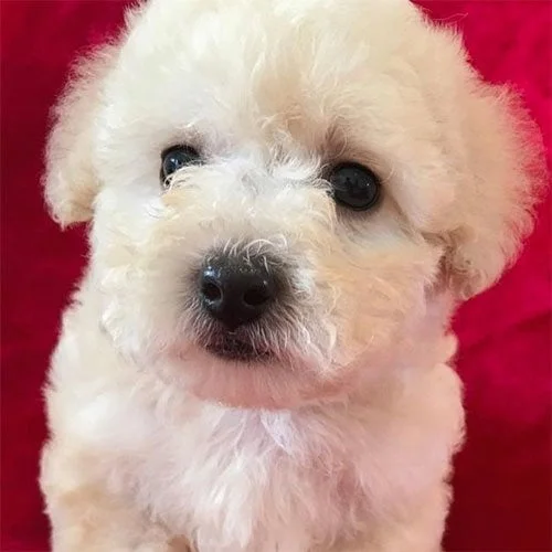 Tienda de mascotas Super Pet Ecuador