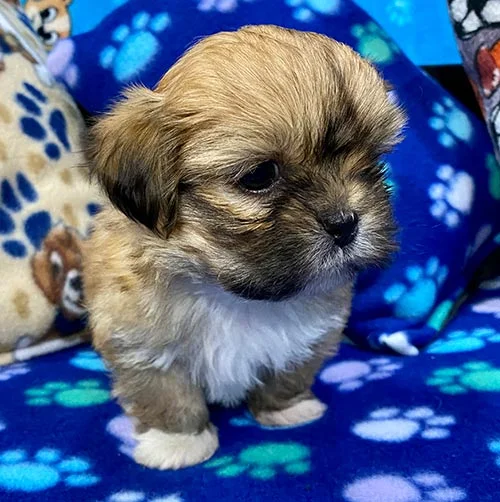 Asesoramiento y seguimiento en la compra de su cachorro