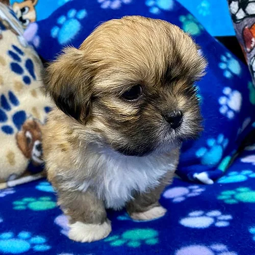 Venta de perros shih tzu en Ecuador
