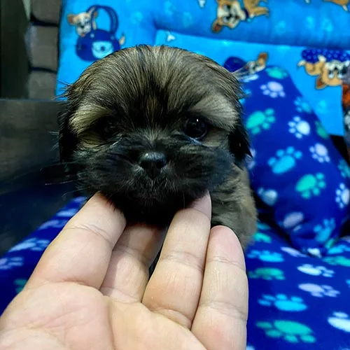 Venta de perros shih tzu en Ecuador