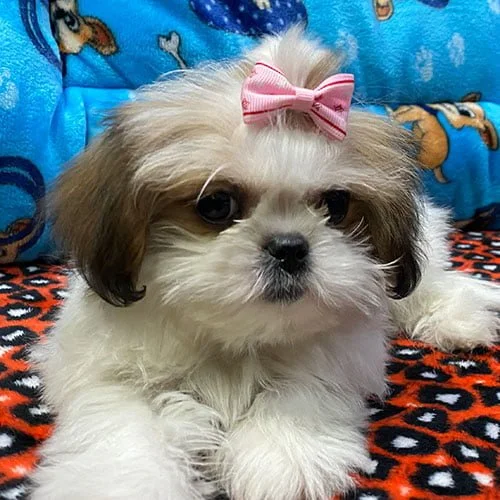 Venta de perros shih tzu con factura y garantía