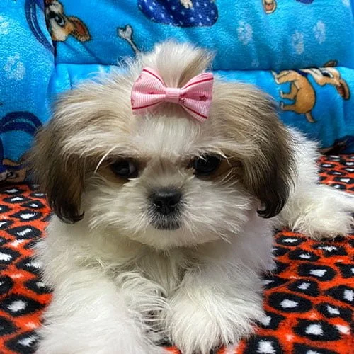 Venta de perros shih tzu en Ecuador