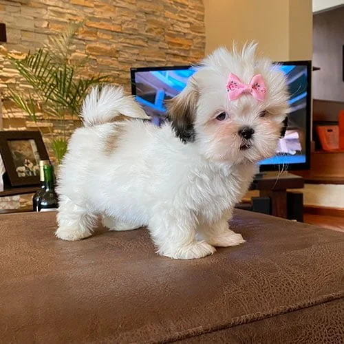 Descuentos si la compra de su perros shih tzu es en efectivo
