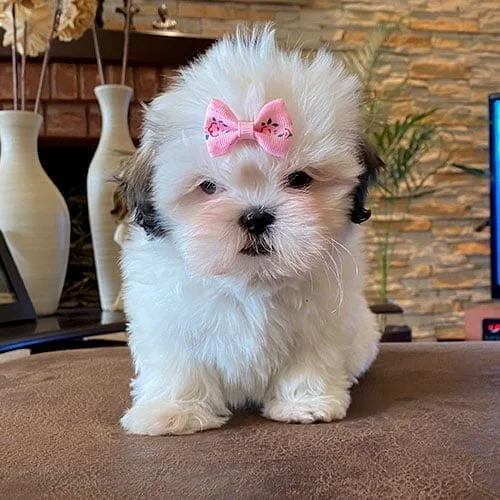 Venta de perros shih tzu en Ecuador