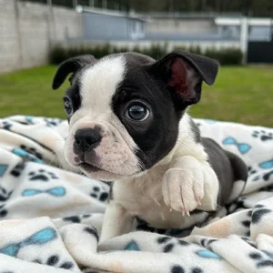 Boston Terrier