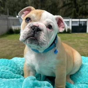 Bulldog