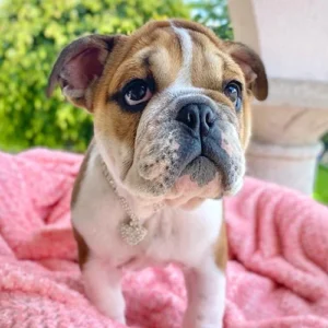 Bulldog Inglés