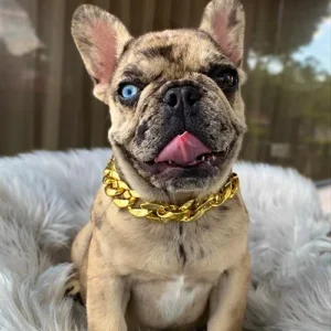 Bulldog Francés