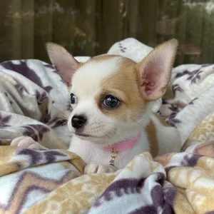 Chihuahua