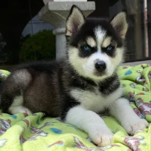 Husky Siberiano
