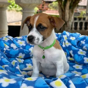 Jack Russell Terrier