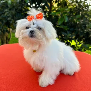 Bichón Maltés