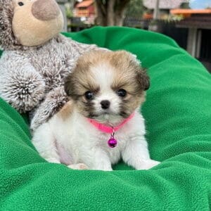 Pekinés