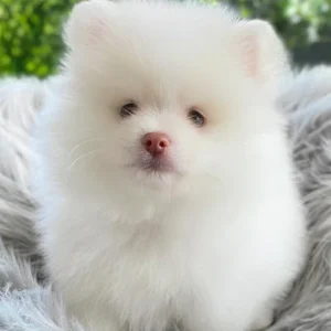 Pomerania