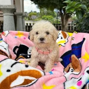 French Poodle