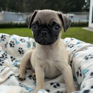 Pug (carlino)