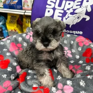 Schnauzer