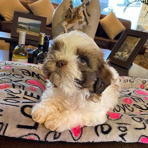 Descuentos si la compra de su perros shih tzu es en efectivo