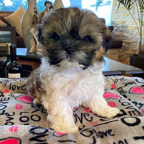 Precio de un perros shih tzu en Ecuador