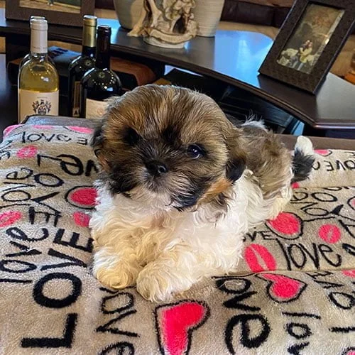 Adquiera su cachorro shih tzu en una tienda autorizada