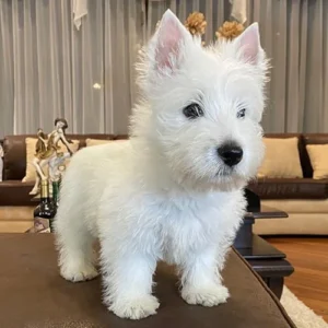 West Highland White Terrier