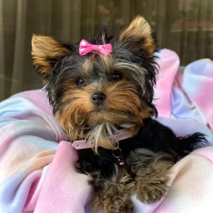 Yorkshire Terrier