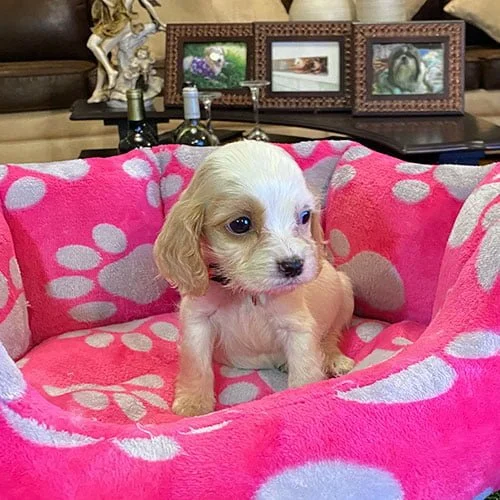 Envíos a Guayaquil, Machala, Cuenca, Quito y todo Ecuador