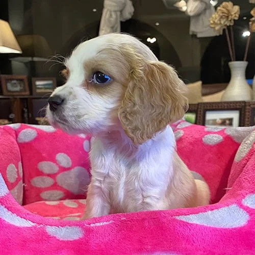 Comprar un perro cocker con factura y garantía